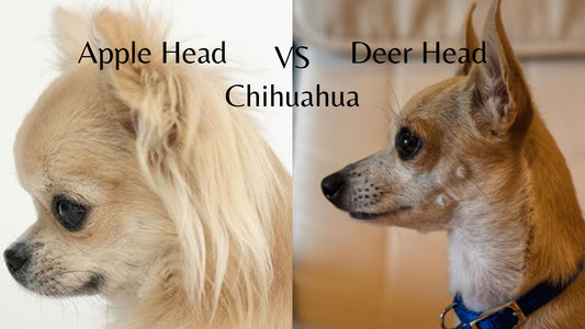 Deer Headed Vs Apple Headed Chihuahuas: What's the Difference?