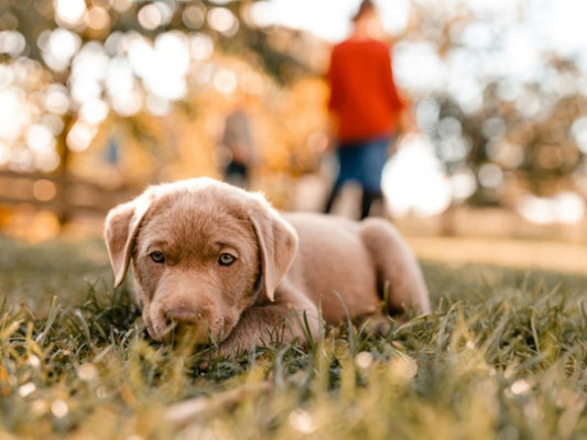 The Ideal Puppy Routine: A Guide to Establishing Healthy Habits