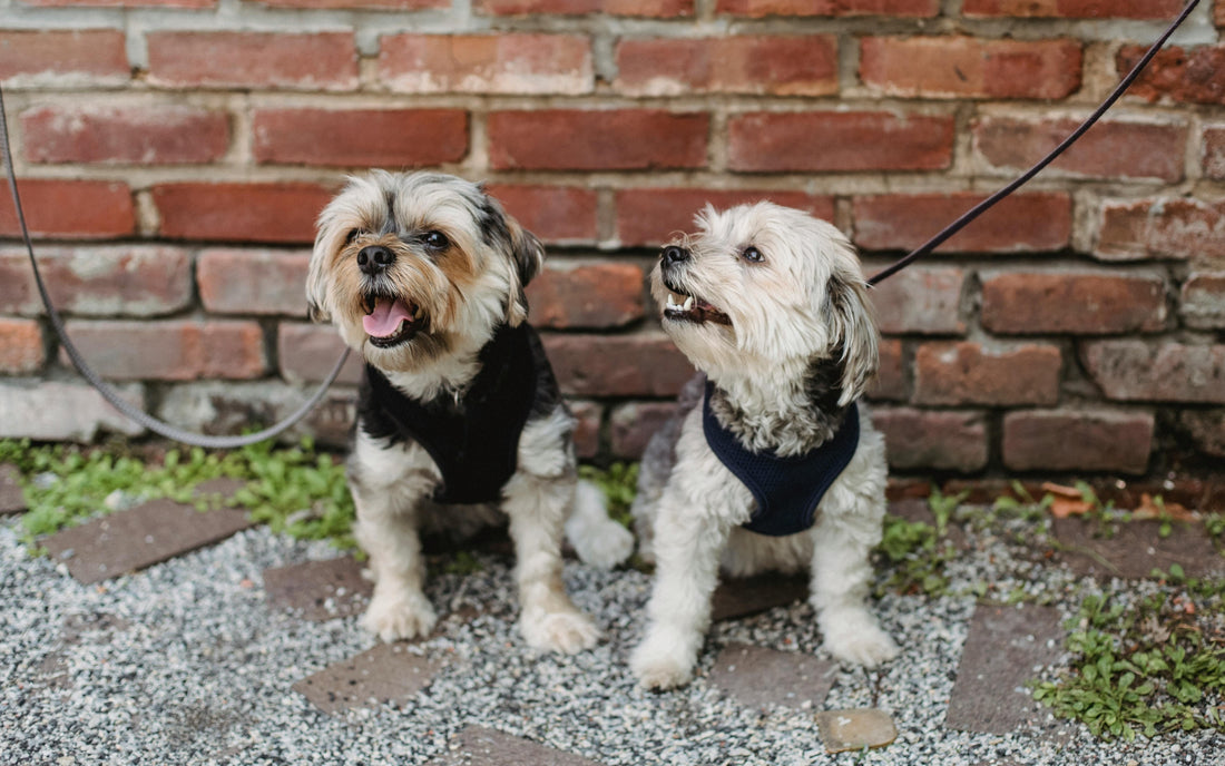 Socializing Your Small Dog: Building Confidence and Connections