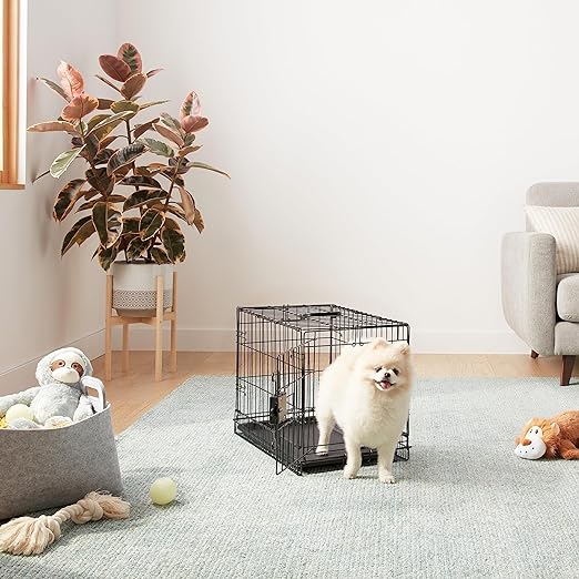 Top 8 Puppy Must Haves under £30