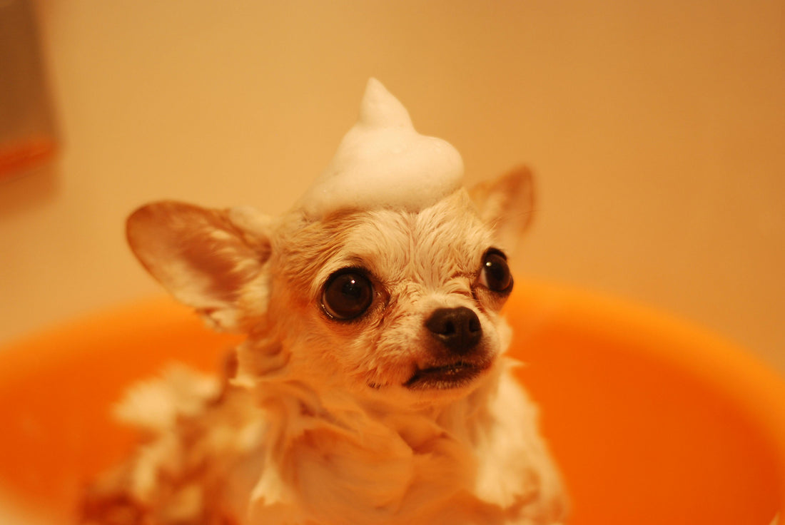 At Home Dog Grooming 101: Keeping Your Pup Clean and Comfortable