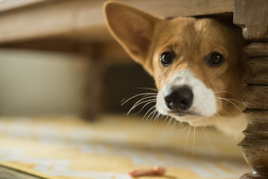 Preventing Separation Anxiety in Dogs: Tips for a Happy Pup