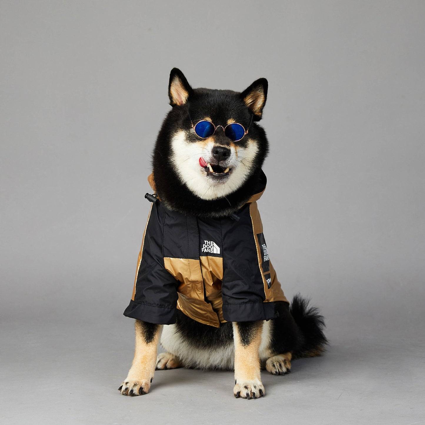 'The Pet Face' Dog Raincoat Black and Gold