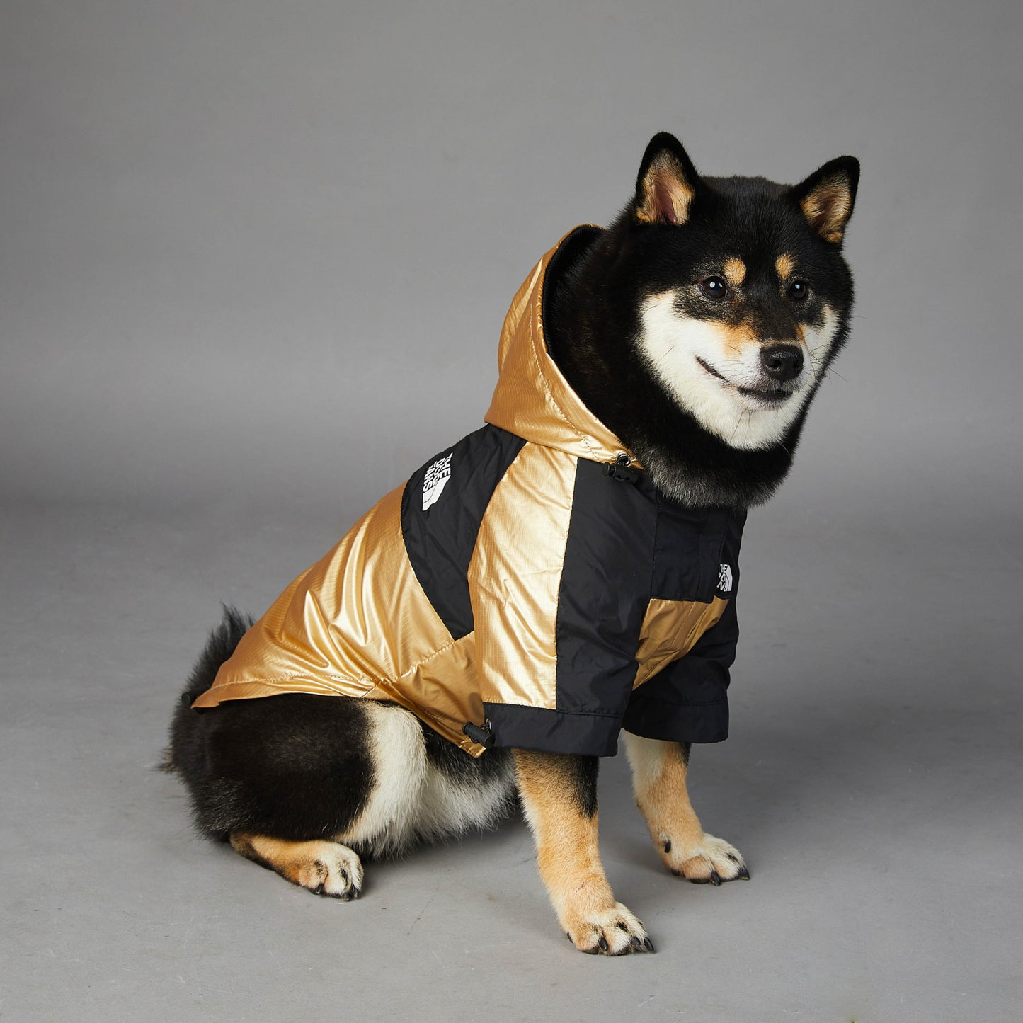 'The Pet Face' Dog Raincoat Black and Gold